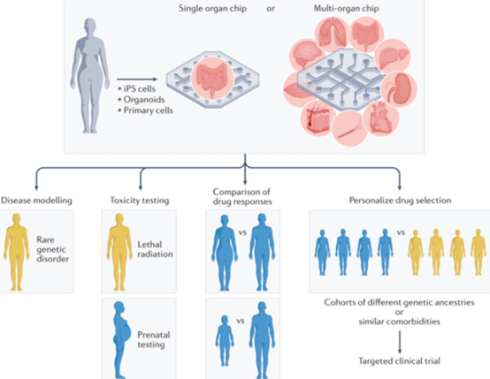 用于个性化医疗的人体器官芯片应用