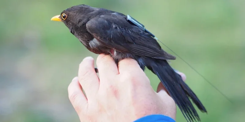 An animal-tracking tag on a blackbird
