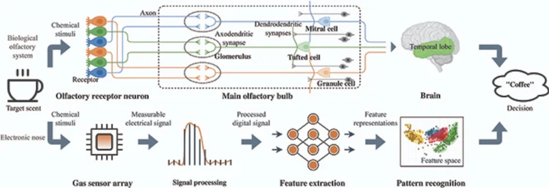 Biological olfactory systems vs. an electronic nose