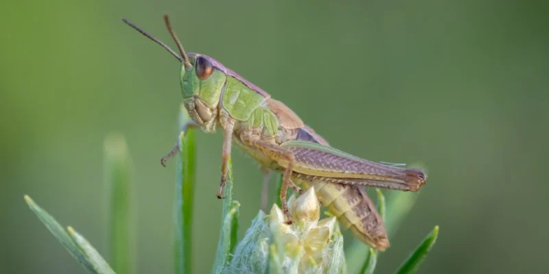 The PSU researchers build an ultra-low power collision detector, based on insects such as a locust like this. The system can detect potential crashes, even in the dark.