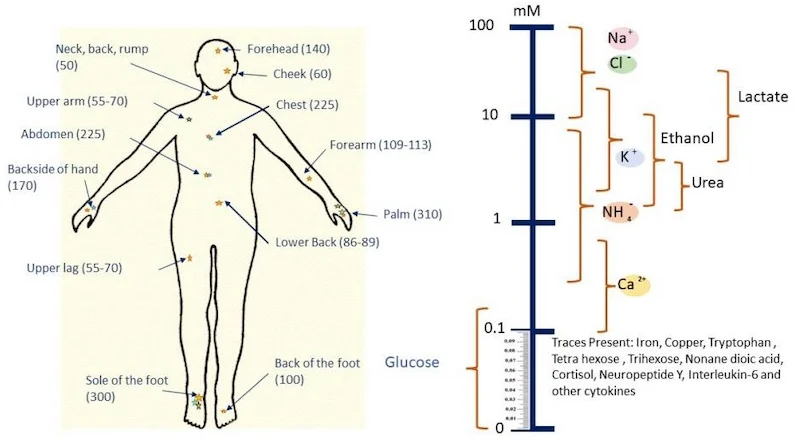 Locations of sweat glands and chemical traces