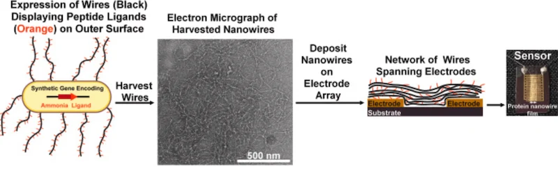 Nanowires that can capture smell