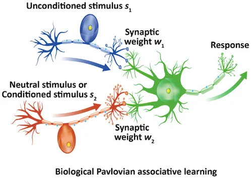 Pavlovian associative learning