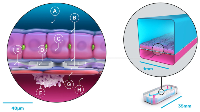 Schematic of the Emulate Liver-Chip