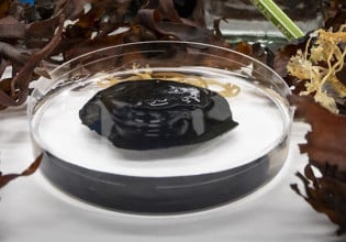 基于海藻的传感器充当健康监测的第二层皮肤