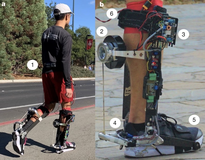 The ankle exoskeleton