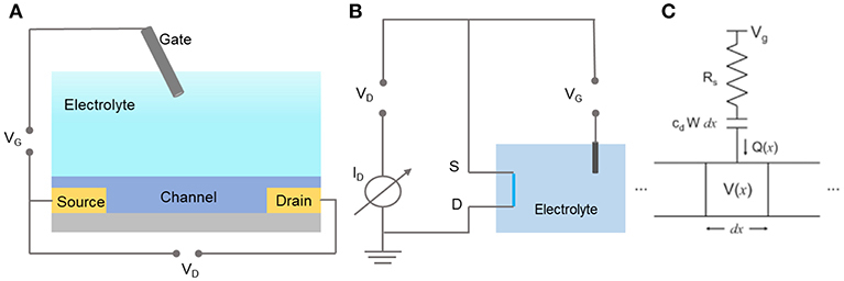 The schematic of an OECT sensor