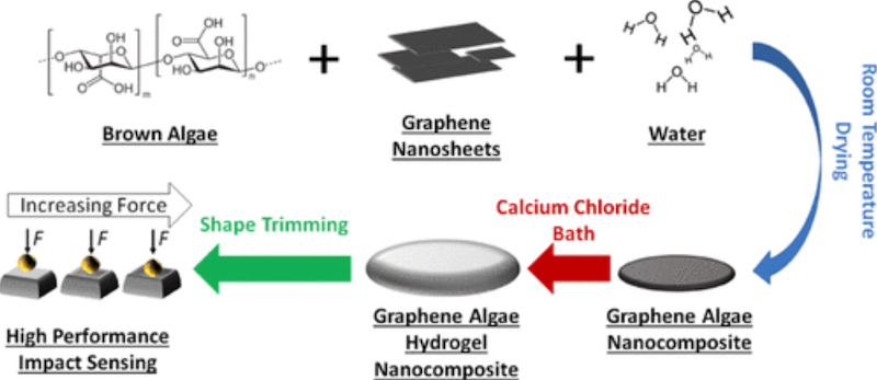 The seaweed-based sensor development process