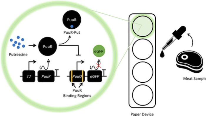 The working mechanism of the biosensor