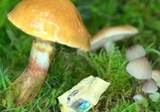 蘑菇基基质：下一个可生物降解的电子解决方案？