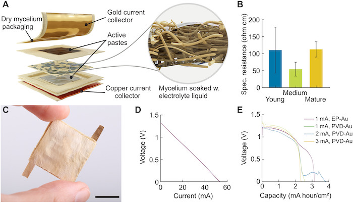 The concept for a mycelium battery. I